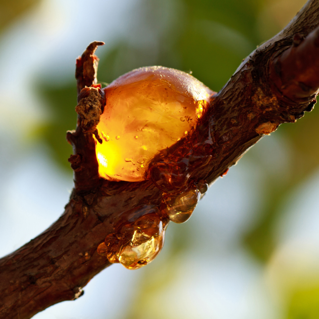 Resin on tree branch