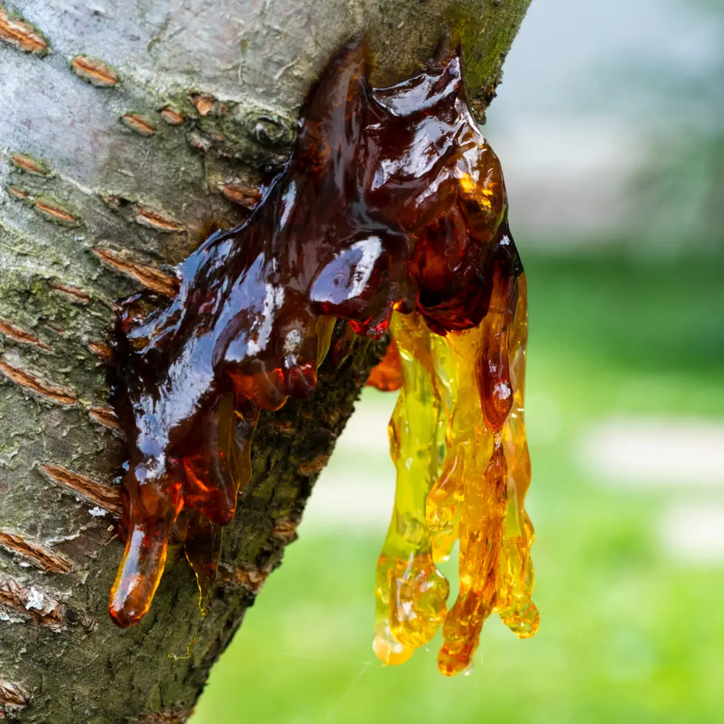 Resin oozing out of a tree