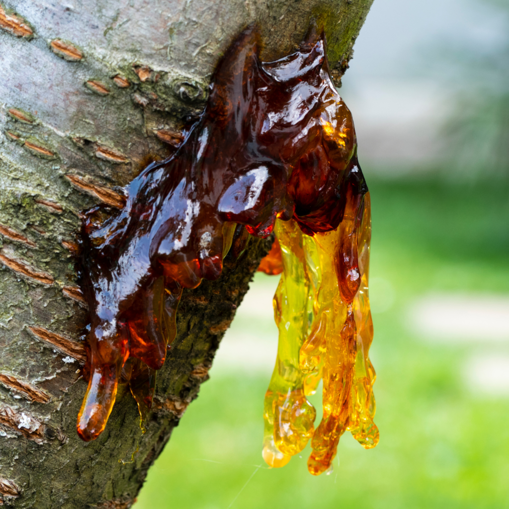 Resin oozing out of a tree