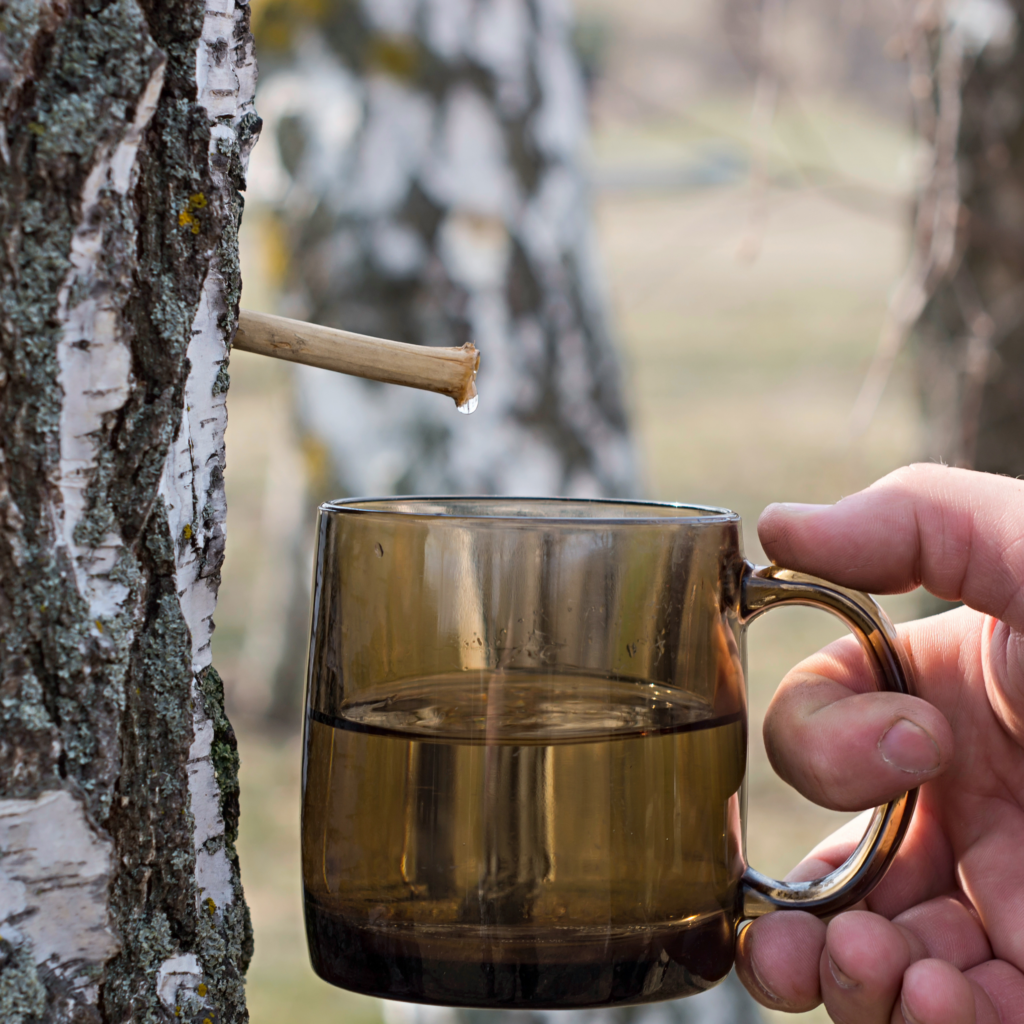 Person collecting sap from a tree