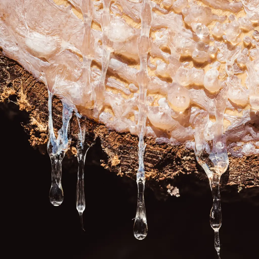 picture of a tree sap